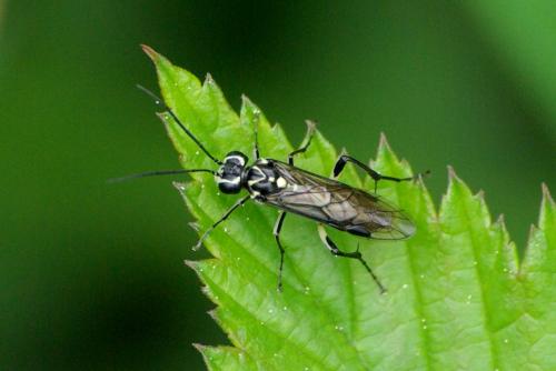 Pachyprotasis sp.